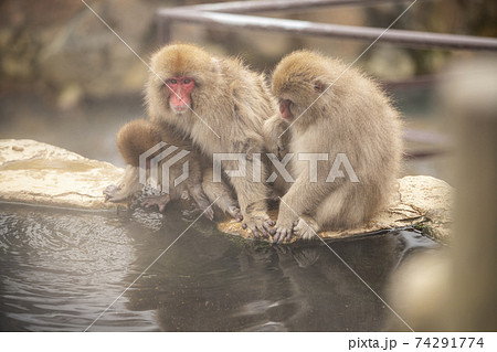長野県山ノ内町 地獄谷野猿公苑の温泉に入るニホンザル 長野県山ノ内町 地獄谷野猿公苑の温泉に入るニホンザル 74291774