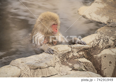 長野県山ノ内町 地獄谷野猿公苑の温泉に入るニホンザルの写真素材 長野県山ノ内町 地獄谷野猿公苑の温泉に入るニホンザルの写真素材