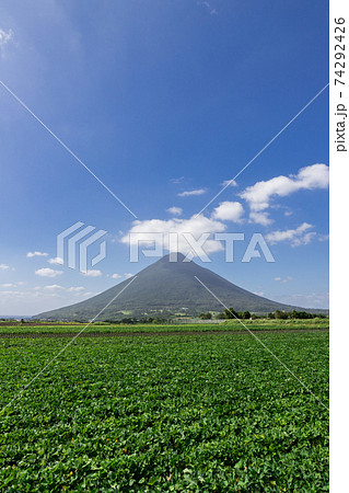 さつま芋畑の彼方にそびえる開聞岳（薩摩富士） 74292426