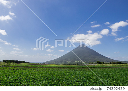さつま芋畑の彼方にそびえる開聞岳（薩摩富士） 74292429