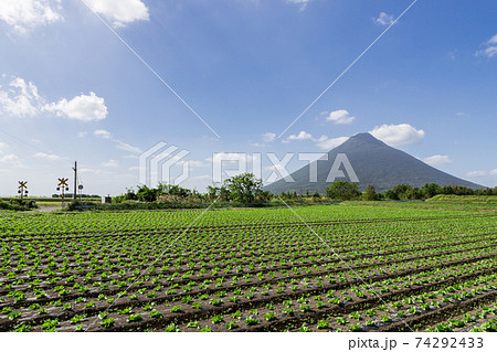 さつま芋畑の彼方にそびえる開聞岳(薩摩富士) さつま芋畑の彼方にそびえる開聞岳(薩摩富士) 74292433