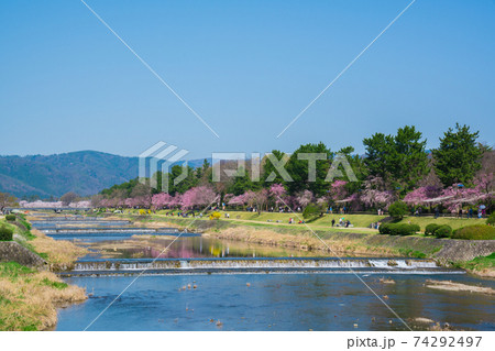 京都　半木の道（なからぎのみち）の枝垂れ桜と賀茂川　　　 74292497