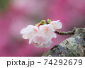 日本一の桜 74292679
