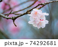 冬に咲く桜 74292681