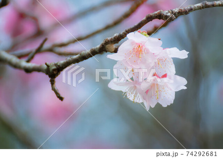 冬に咲く桜 74292681