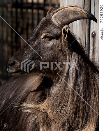 ヒマラヤタールのポートレート 74292920