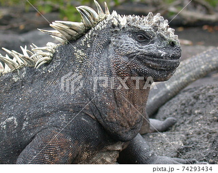 世界自然遺産のガラパゴス諸島で暮らす海イグアナの写真素材