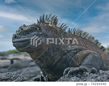 世界自然遺産のガラパゴス諸島で暮らす海イグアナの写真素材