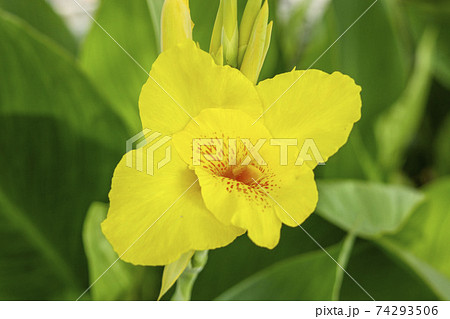 黄色いカンナの花 黄色いカンナの花 74293506