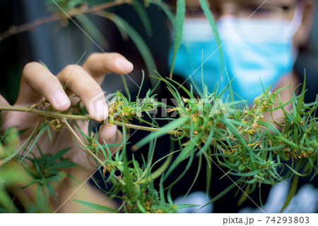 Researchers are studying cannabis. 74293803