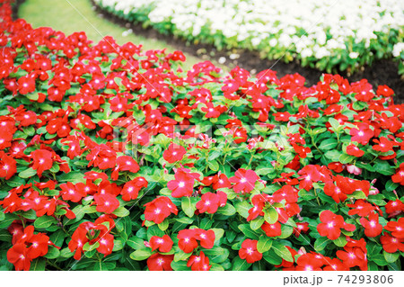 Red flower on plots. 74293806