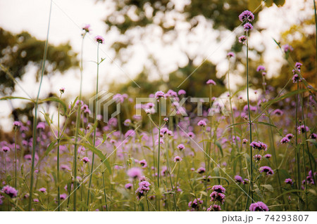 Purple flower on field. 74293807