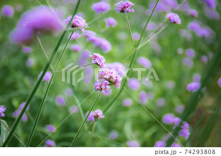 Purple flower with green background. 74293808