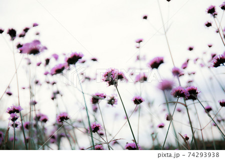 Flower head with the sky. Flower head with the sky. 74293938