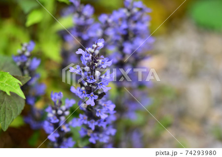 アジュガチョコレートチップの花の写真素材