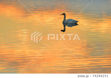 朝の白鳥 朝の白鳥 74294251