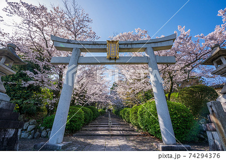 京都 宗忠神社の鳥居と桜 京都 宗忠神社の鳥居と桜 74294376