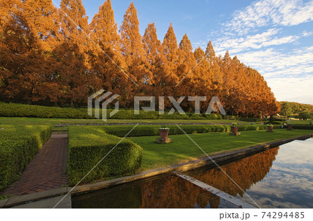 【相模原市】相模原公園 メタセコイア並木 【相模原市】相模原公園 メタセコイア並木 74294485
