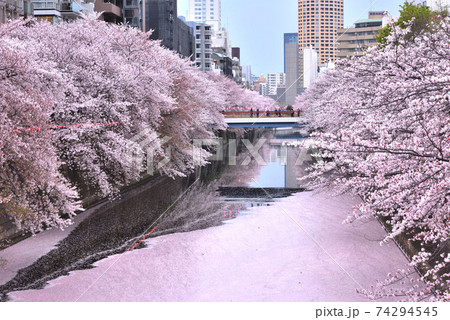 東京観光【春：目黒川の桜並木で花見】大量の花筏9 74294545