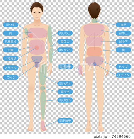 Male body Hair loss area Beauty Naked whole body - Stock Illustration  [74294660] - PIXTA
