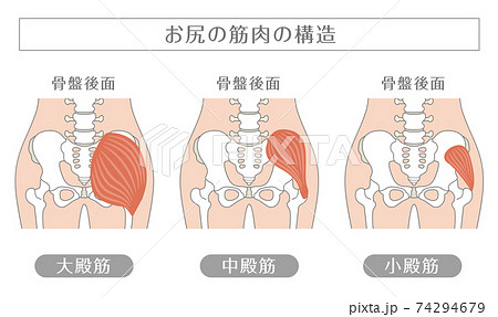 人間の体 お尻の筋肉のイラスト素材