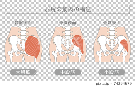 人間の体_お尻の筋肉 74294679