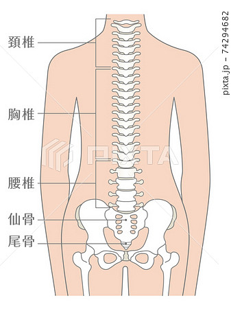 人間の体 脊柱 背骨 のイラスト素材