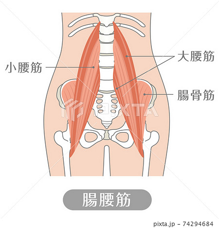 人間の体 腸腰筋 腰の筋肉 のイラスト素材