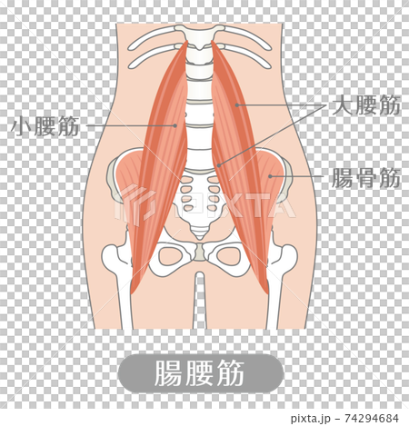 人間の体 腸腰筋 腰の筋肉 のイラスト素材