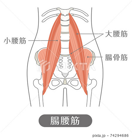 人間の体 腸腰筋（腰の筋肉）のイラスト素材 [74294686] - PIXTA