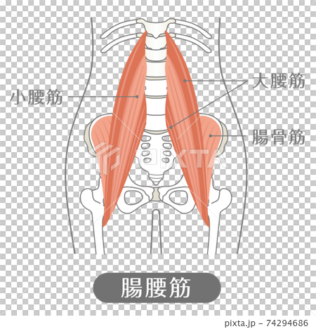 人間の体 腸腰筋 腰の筋肉 のイラスト素材