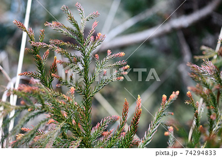 変色した杉の葉 74294833