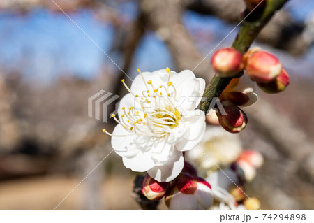 岩本山公園の白梅 74294898