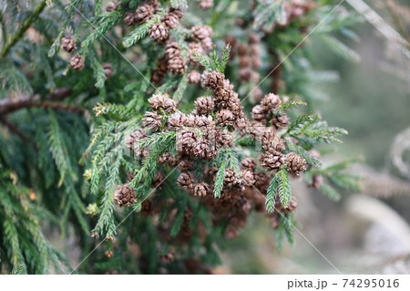 杉の球果と新芽 74295016