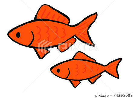 金魚すくいの金魚のイラスト 74295088