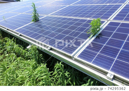 雑草に覆われ発電に悪影響が出ている太陽光発電所 雑草に覆われ発電に悪影響が出ている太陽光発電所 74295362