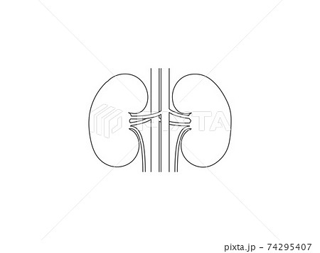 Kidneys, medical, organ icon. Vector illustration, flat design. 74295407