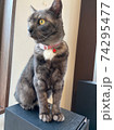見つめるネコ 74295477