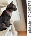 ネコの横顔 74295478