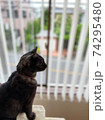 窓際のネコ 74295480