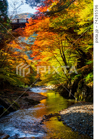 大芦渓谷の紅葉 74295596