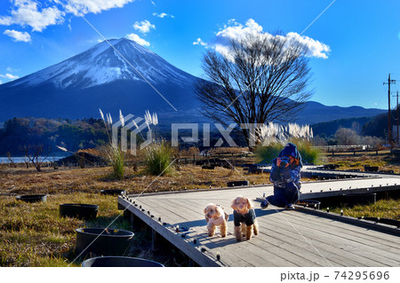 富士山とワンちゃんの撮影 富士山とワンちゃんの撮影 74295696