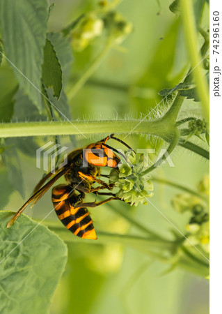 スズメバチ 74296160