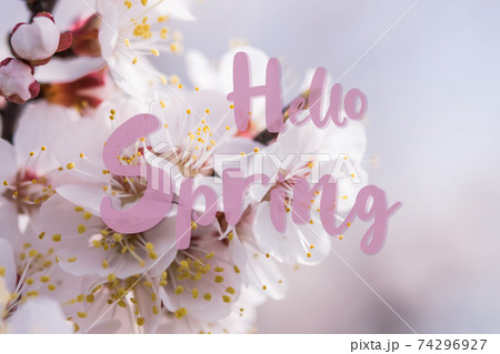Background with cherry flowers and text Hello Spring Background with cherry flowers and text Hello Spring 74296927