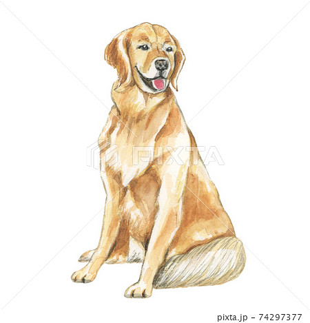 お座りして微笑むゴールデンレトリーバー 犬の水彩画 のイラスト素材