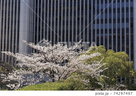 東京の高層ビルを彩る満開の桜の樹 東京の高層ビルを彩る満開の桜の樹 74297497