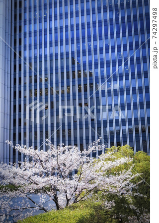 東京の高層ビルを彩る満開の桜の樹 東京の高層ビルを彩る満開の桜の樹 74297498