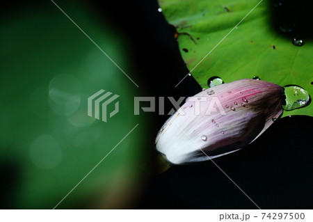 唐比ハス園の蓮の花びらと葉と雫 唐比ハス園の蓮の花びらと葉と雫 74297500