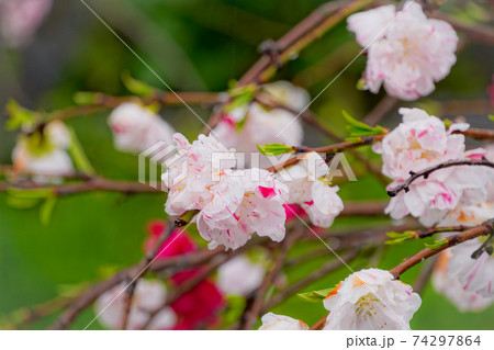 花桃 花桃 74297864