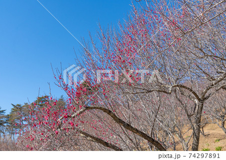 宝登山の梅百花園 宝登山の梅百花園 74297891